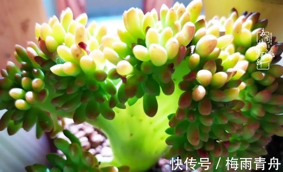 石盆|爱上多肉:何须浅碧轻红,自是花中一流!