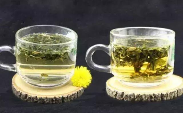 蒲公英|泡蒲公英喝,要选叶子还是根很多人都弄错了!难怪养生效果差