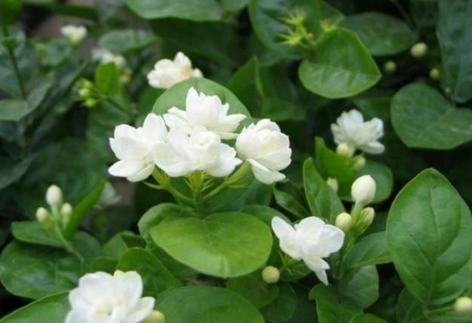 做好|想要“茉莉花”开花多,做好“三点”,轻松爆满盆,满屋飘香!