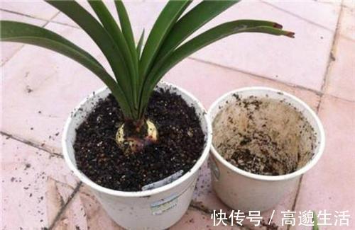 板结|养花土里埋点它,开春不用换盆了,土壤疏松又肥沃,养啥花都旺!