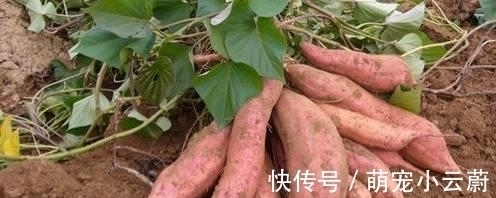 清洗干净|秋季健脾很重要,分享八种健脾的食物,多吃它们,顺利过秋季