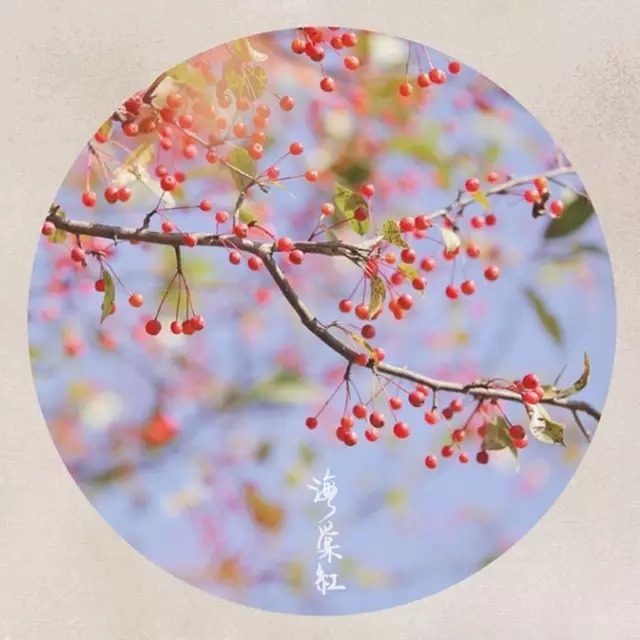 不知|金庸:情不知所起,一往情深