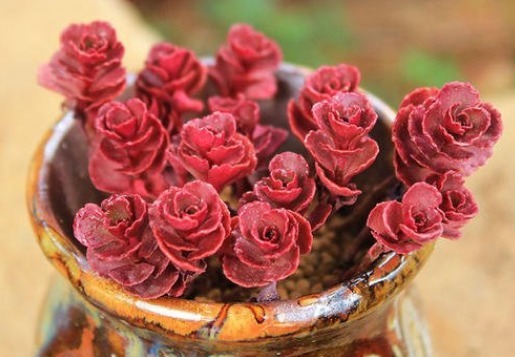 懒人阳台养多肉，就选这几款，叶子肥美还治愈，比露养的还惊艳