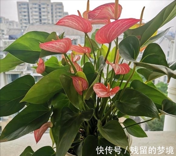 5种“富贵花”,谨记“穷养它”,大盆换小盆,才能开满富贵花