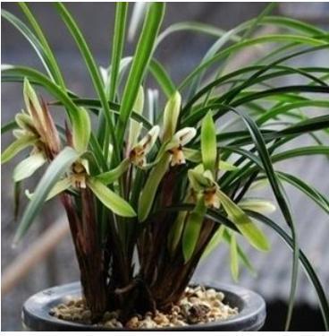 酸奶也能养兰花,15天一次,浇到根部,坐等爆盆开花就行