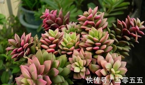 多肉植物|吹雪之松锦养护好了就能爆盆!用了这个小妙招,出锦美长满盆