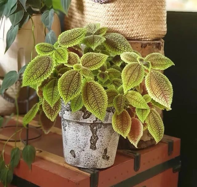 清新|冬天在家养几盆冷水花,清新又文雅,耐阴又好养!