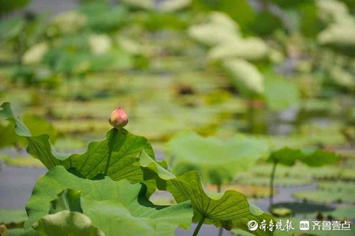 小荷初绽 夏日炎炎，小荷初绽