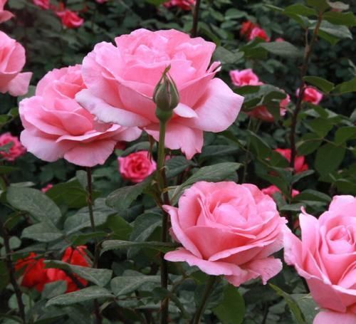 4种植物,一长高就得剪,剪晚了影响开花,别忽视!