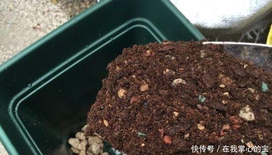 春天换盆“旧土”怎么办加2种“东西”，养花肥沃疏松，能爆盆！
