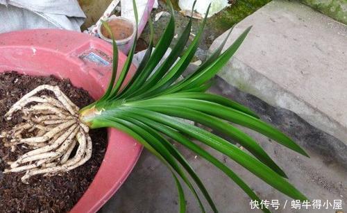 春天给君子兰换盆,选择花盆有讲究,用对了越养越旺