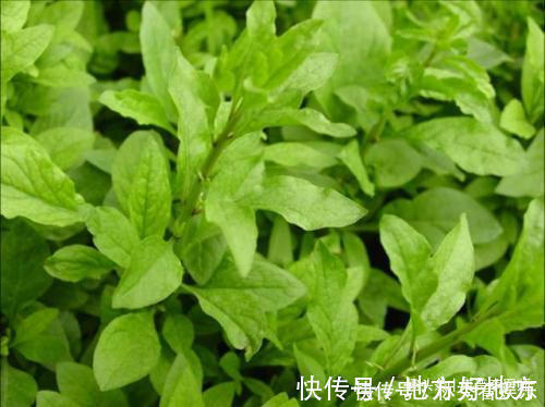 薄荷|不想免疫力差,多吃几种食物,养护肝脏,排毒瘦身,吃了气色更好