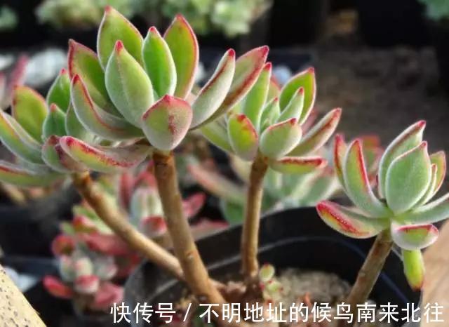60种多肉图鉴及养护要点,1分钟学会,超全超实用!