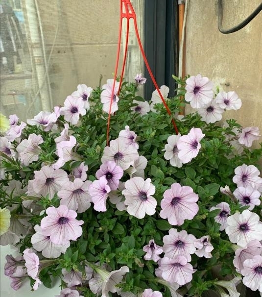 漂亮|4种漂亮花,开完花剪一波,旁边冒侧芽,下一茬花更多