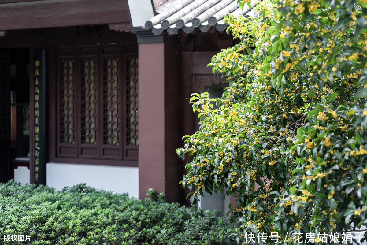 泥炭土|一根枝条，一个花盆，在家自己种桂花，不花钱也能嗅花香