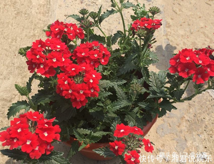 养花|世上花期最长的八大盆栽花卉,春夏秋冬开不停,养花选它就对了