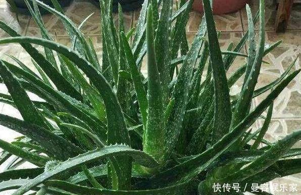 卧室长期放盆栽,失眠的人就选2种,好看又好养,净化效果好