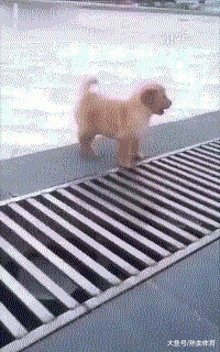 |搞笑GIF:走路玩手机后果很严重 原谅我不厚道的笑了