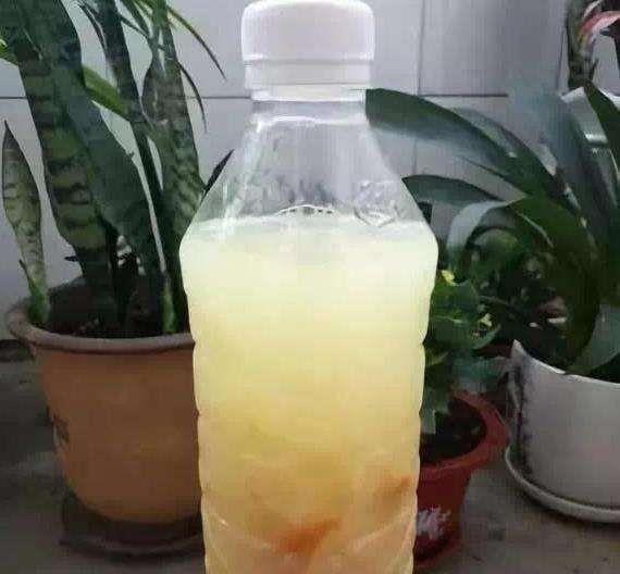 绿萝最爱喝的5种水,喝完长得贼快,叶子像刷了“绿油漆”