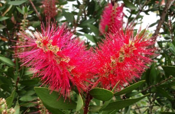 喜欢养花选“它”花语英姿飒爽,花开一串一串,颜色艳量多