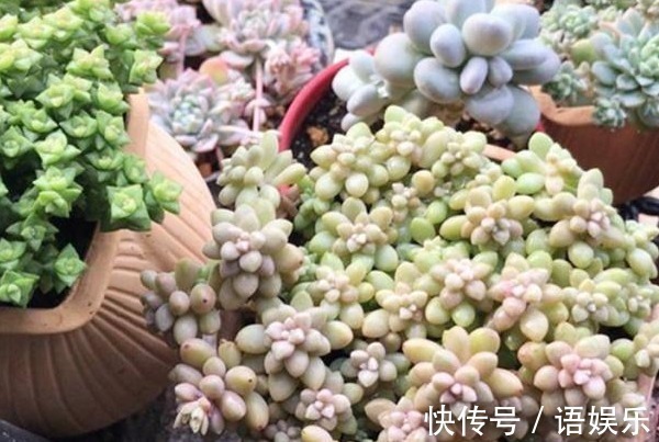 花友|新手养花,入手这“3种”多肉,好看又易活,一年四季爆盆不断