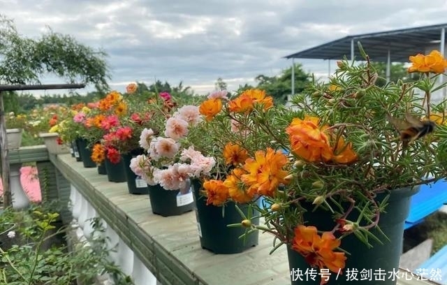 年度十大流行花卉,摆在家里,高贵优雅,又美又仙