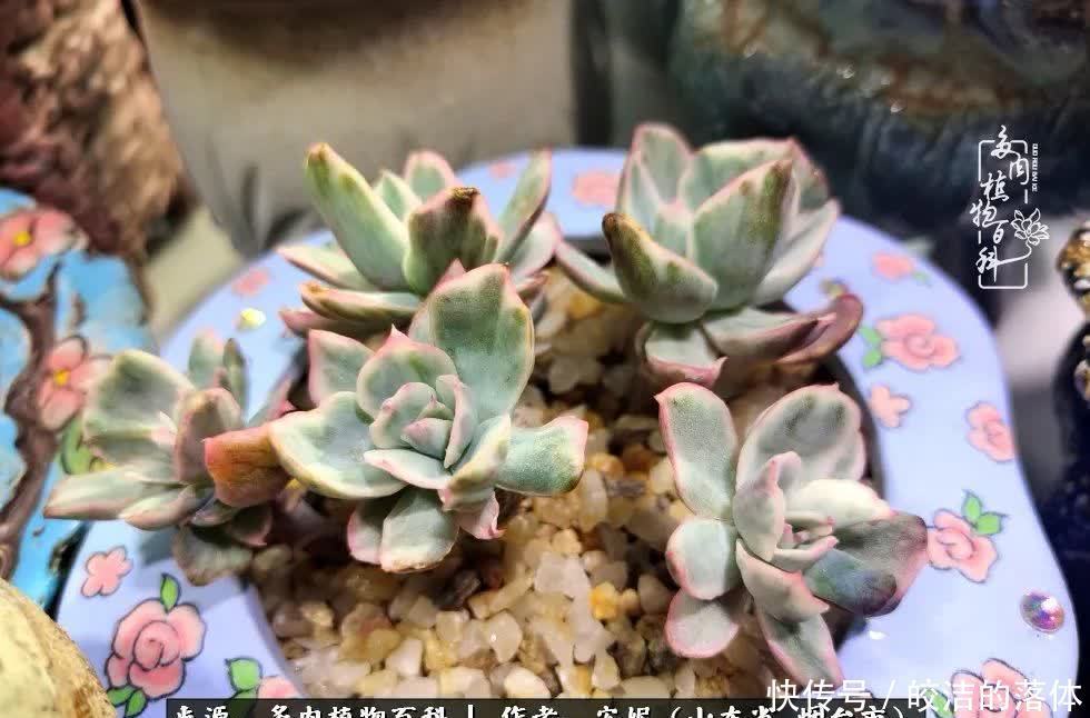 从无到有，四年坎坷多肉路，沉迷肉海难以自拔！