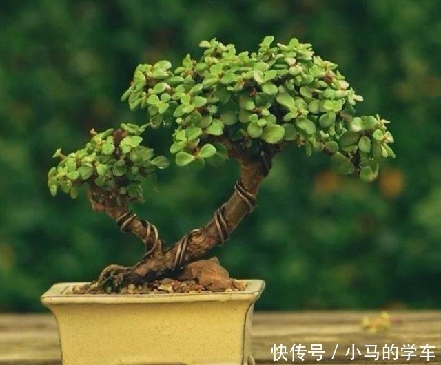 塑型|金枝玉叶,别养错了,30天剪一次,精雕细琢,养成盆景才漂亮!