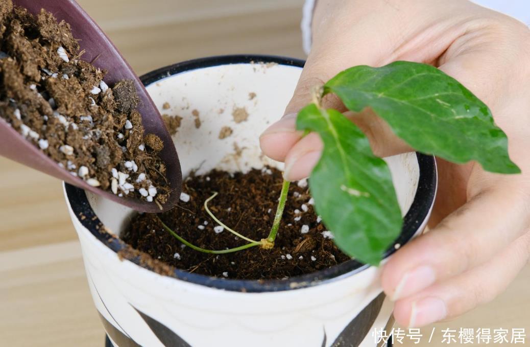 品种|6月份扦插,选好合适的植物品种,沾土、泡水都能活