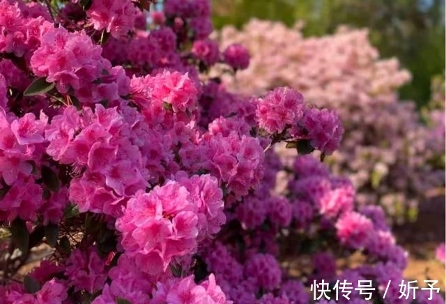 菊花|6种国人不当回事的花,在国外如此受青睐,你家有吗