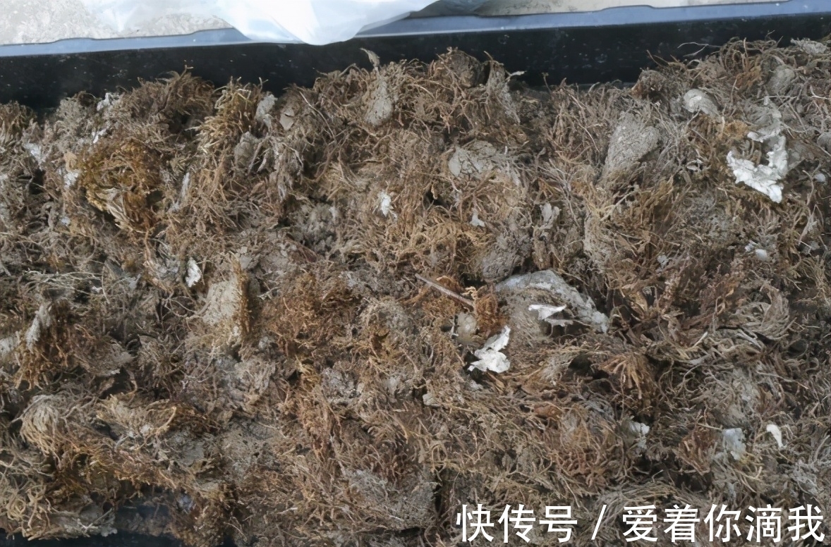 养花技术活:怎么“高压”扦插育苗,让枝干长出根须?