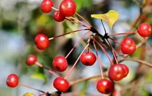 八月瓜|农村野果大全，儿时常吃的味道，吃过15种以上没多少人！