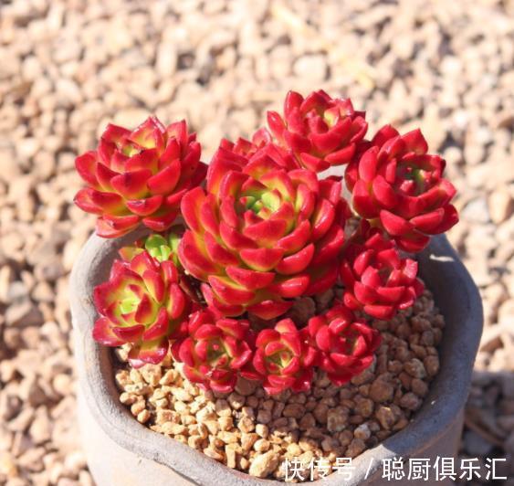 秋冬养多肉蒂亚，3件事狠狠做，叶片红艳惹人爱，养成漂亮小老桩