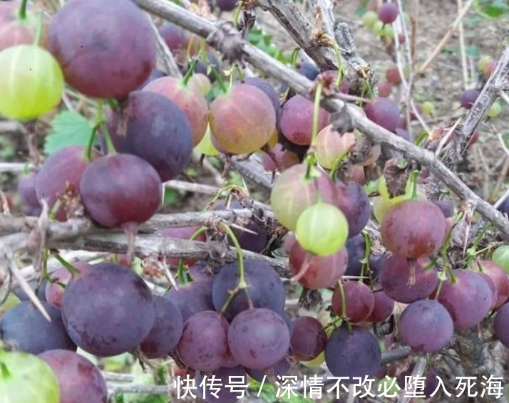 阳台上|这“虫不靠近”的天然野果，谁家还有，请此刻重视，因为益处大