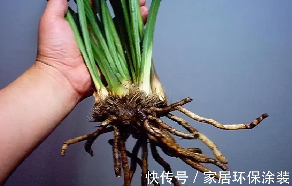 小便宜|7月买花,遇到4种情况,再喜欢也别买,养不活,都是商家的智商税