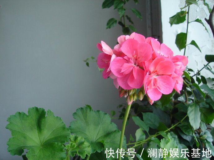 4种花马上要“醒了”，抓住时机“喂饱”它，才能多开花