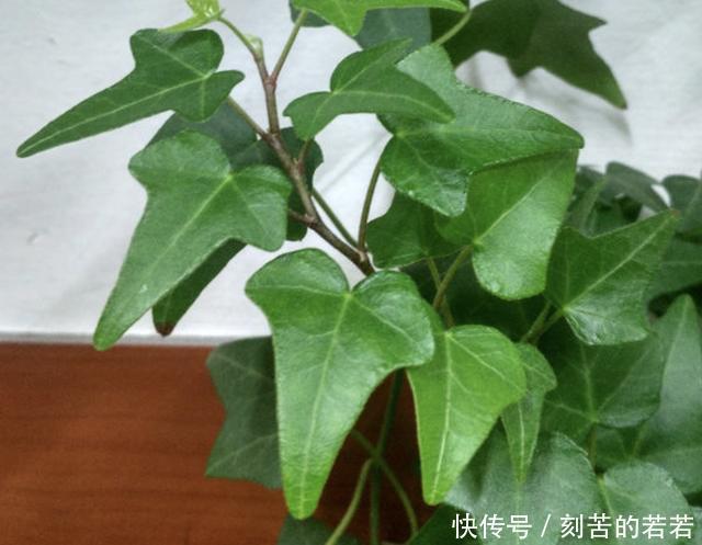 家里有“甲醛”,别忘了养“2种花”,放1盆,甲醛浓度“降低”