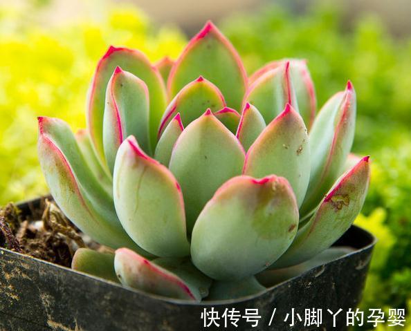 镊子|多肉植物底部枯叶该清理吗,别纠结,别让枯叶伤害到美美的多肉