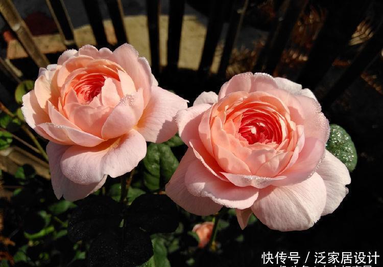 精品月季”瑞典女王“,纯洁清秀,优雅迷人,可以说是养花首选