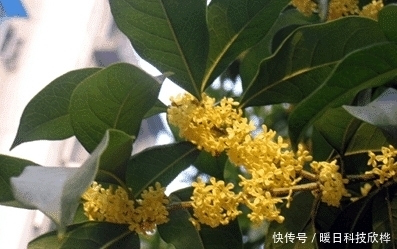 偷吃|先天十大灵根都是什么, 孙悟空偷吃过两种!