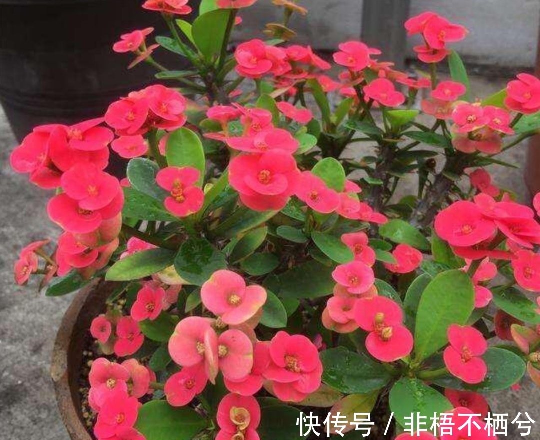 哪些花开花漂亮，花期又长？推荐5种花期超长的花卉