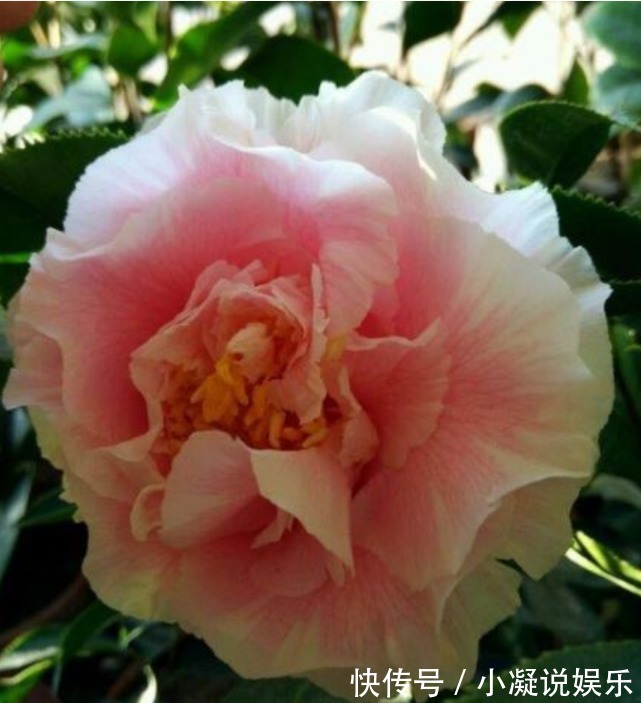 茶花|1种花，比牡丹还美，比绿萝还好养，棵棵开满枝头！