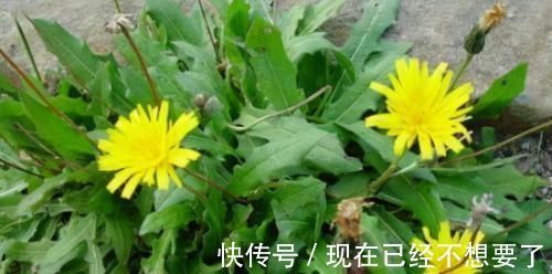 维生素c|好吃又营养的食物,可以常吃,健胃益脾,排毒消脂,提高免疫力