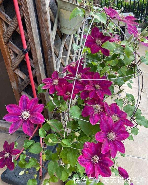 7种花,天冷要“静养”,少水断粮多晒晒,长得更健壮