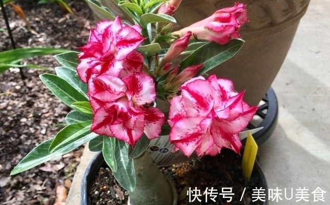 漂亮|夏季养沙漠玫瑰,不用多操心,做好这3点开花多又漂亮