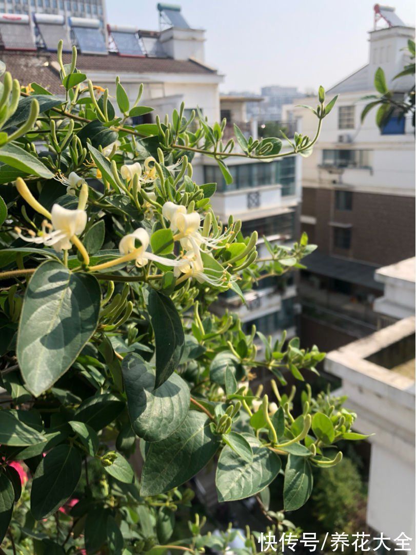 老年人喜欢的7种花,一看见就走不动路,年纪越大越喜欢