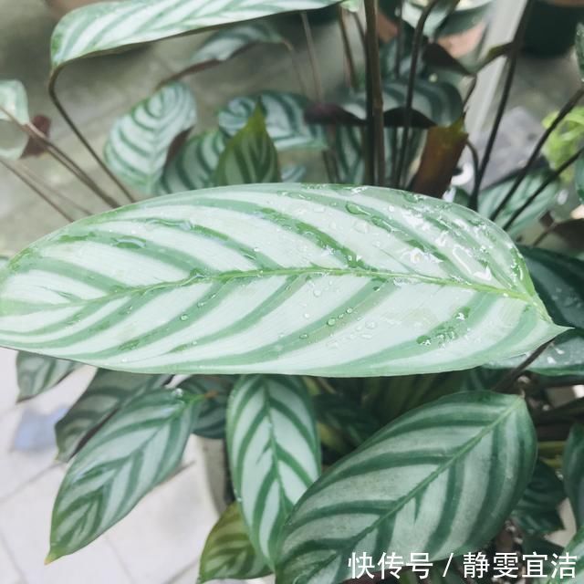 她家从不养绿萝,就养4种“颜值花”,叶子比花还好看