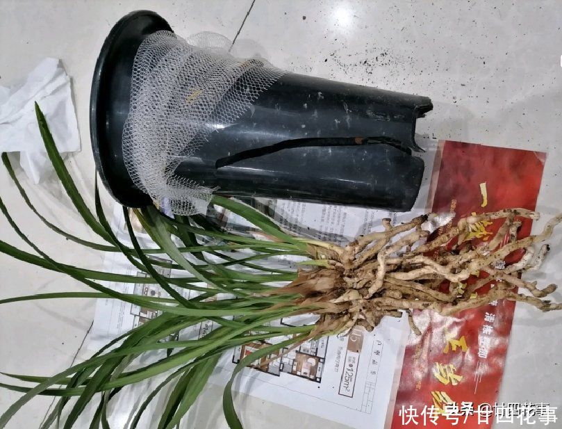 病虫害|6种情况,要给兰花翻盆,第1是“例行体检”,后2种建议忍耐一下