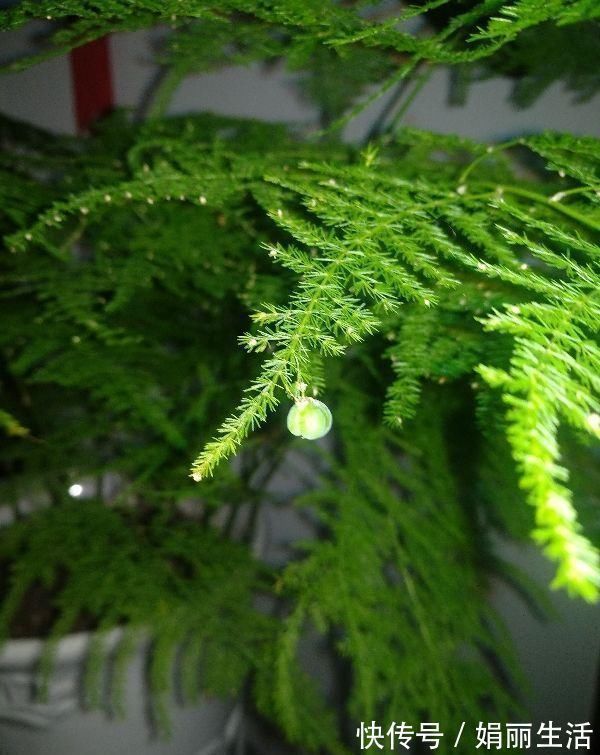 花友们|这种“养人”花,窗台客厅摆一盆,干干净净又杀菌