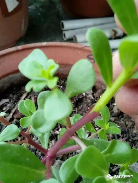 1个小窍门,普通的太阳花也能养成万元盆景老桩,邻居纷纷来学!